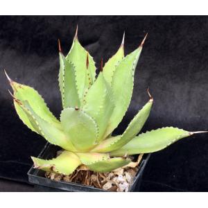Agave chiapensis (ISI 1243) 5-inch pots