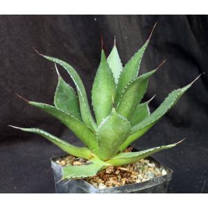 Agave chiapensis one-gallon pots