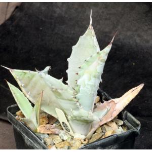 Agave colorata 4-inch pots