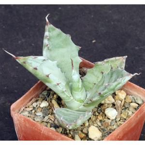 Agave colorata 3-inch pots