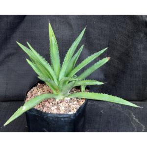 Agave decipiens one-gallon pots