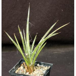 Agave felgeri 5-inch pots