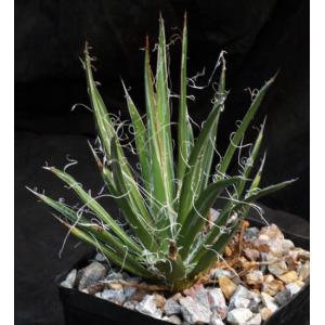 Agave filifera ssp. schidigera one-gallon pots