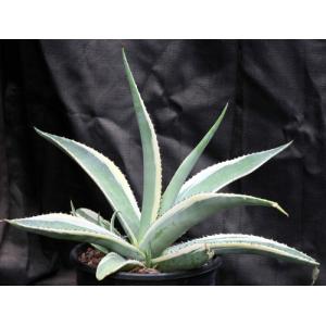 Agave guiengola cv Crème Brulee 2-gallon pots