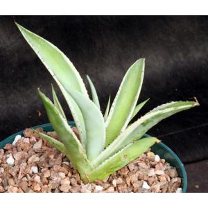 Agave guiengola cv Crème Brulee 6-inch pots