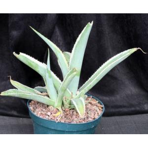 Agave guiengola cv Crème Brulee 8-inch pots