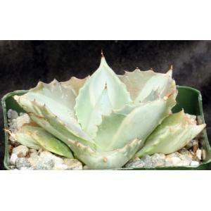 Agave isthmensis cv Ohi Raijeri Shiro-nakafu 4-inch pots