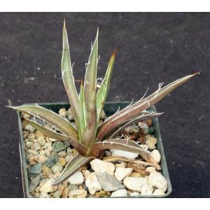 Agave leopoldtii 3-inch pots