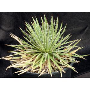 Agave leopoldtii 3-gallon pots