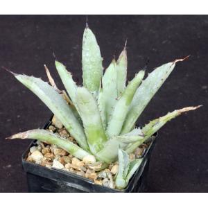 Agave macracantha 4-inch pots