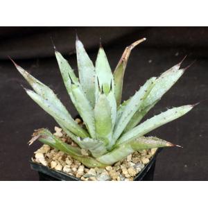 Agave macracantha 5-inch pots