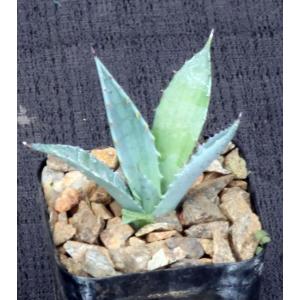 Agave palmeri (ON 1001, Madera Canyon) 2-inch pots
