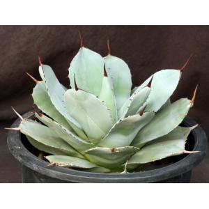 Agave parryi var. truncata 3-gallon pots