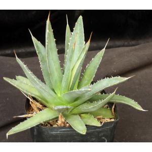 Agave purpusorum one-gallon pots