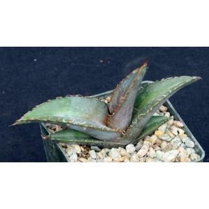 Agave quiotepecensis 5-inch pots
