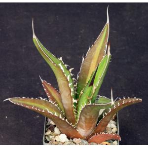 Agave quiotepecensis 4-inch pots