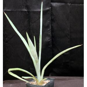 Agave rhodacantha one-gallon pots