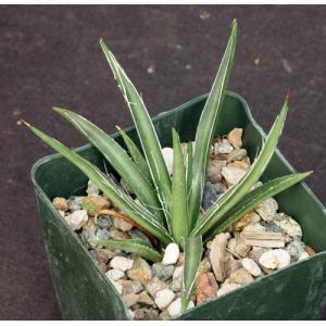 Agave schottii 4-inch pots