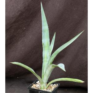 Agave tequilana 5-inch pots