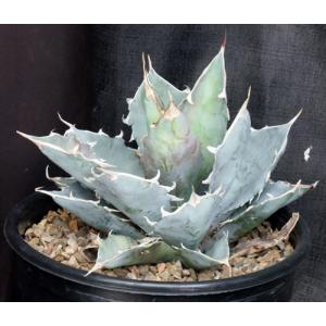 Agave titanota 2-gallon pots
