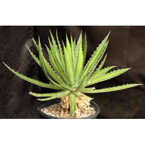 Agave univittata 2-gallon pots