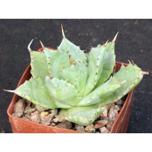 Agave verschaffeltii (dwarf) 3-inch pots