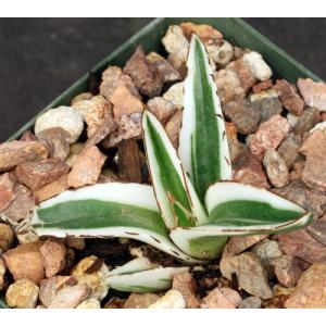 Agave victoriae-reginae cv White Rhino 4-inch pots