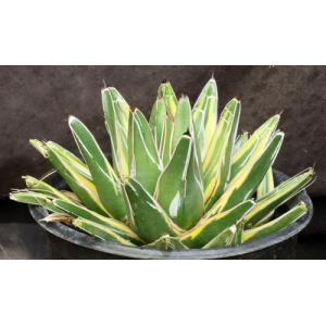 Agave victoriae-reginae (yellow variegate) one-gallon pots