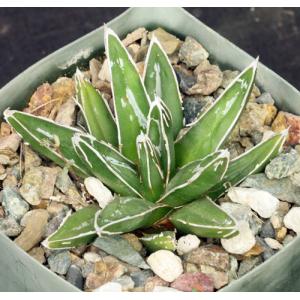 Agave victoriae-reginae 4-inch pots