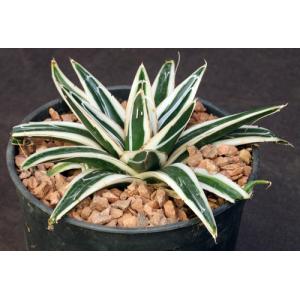 Agave victoriae-reginae cv White Rhino one-gallon pots