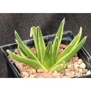 Agave victoriae-reginae (yellow variegate) 5-inch pots