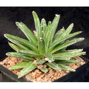 Agave victoriae-reginae one-gallon pots