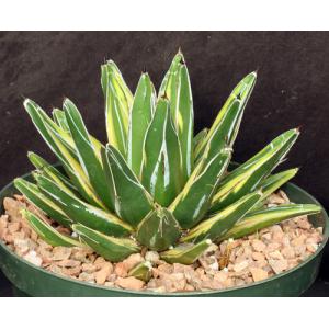 Agave victoriae-reginae (yellow variegate) 8-inch pots