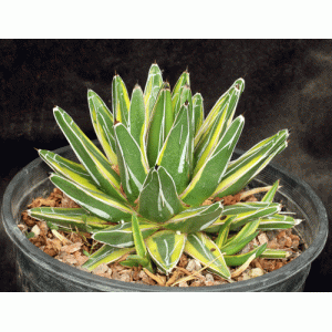 Agave victoriae-reginae (yellow variegate) 2-gallon pots