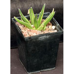 Agave victoriae-reginae(yellow variegate)5-inch pots