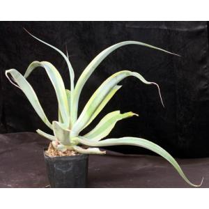 Agave vilmoriniana (variegates) 2-gallon pots