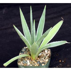 Agave vivipara (angustifolia) variegate 5-inch pots