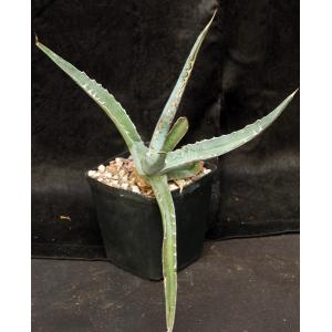 Agave xylonacantha one-gallon pots