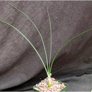 Albuca acuminata 4-inch pots