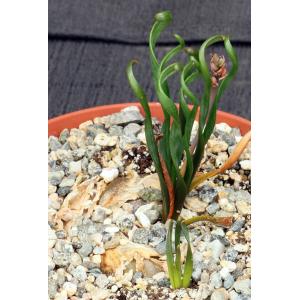 Albuca sp. aff. spiralis ‘Bruce Bayer’ 6-inch pots