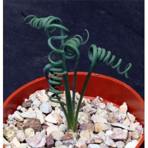 Albuca spiralis 4-inch pots