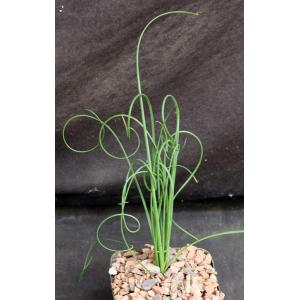 Albuca spiralis 5-inch pots