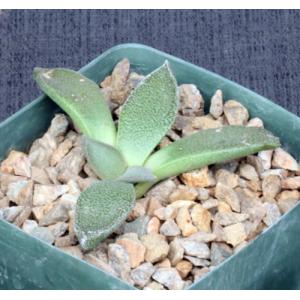 Aloinopsis rubrolineata 5-inch pots