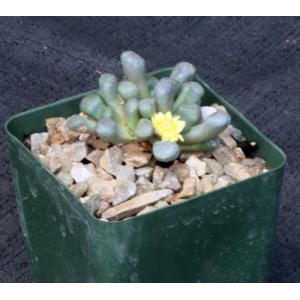 Aloinopsis schoonesii 4-inch pots