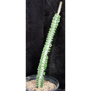 Alluaudia procera 2-gallon pots