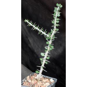 Alluaudia comosa 4-inch pots