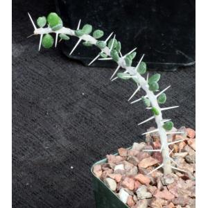 Alluaudia comosa 4-inch pots