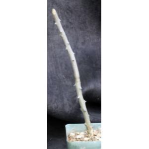 Alluaudia dumosa 4-inch pots