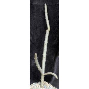 Alluaudia dumosa one-gallon pots