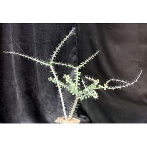 Alluaudia humbertii one-gallon pots